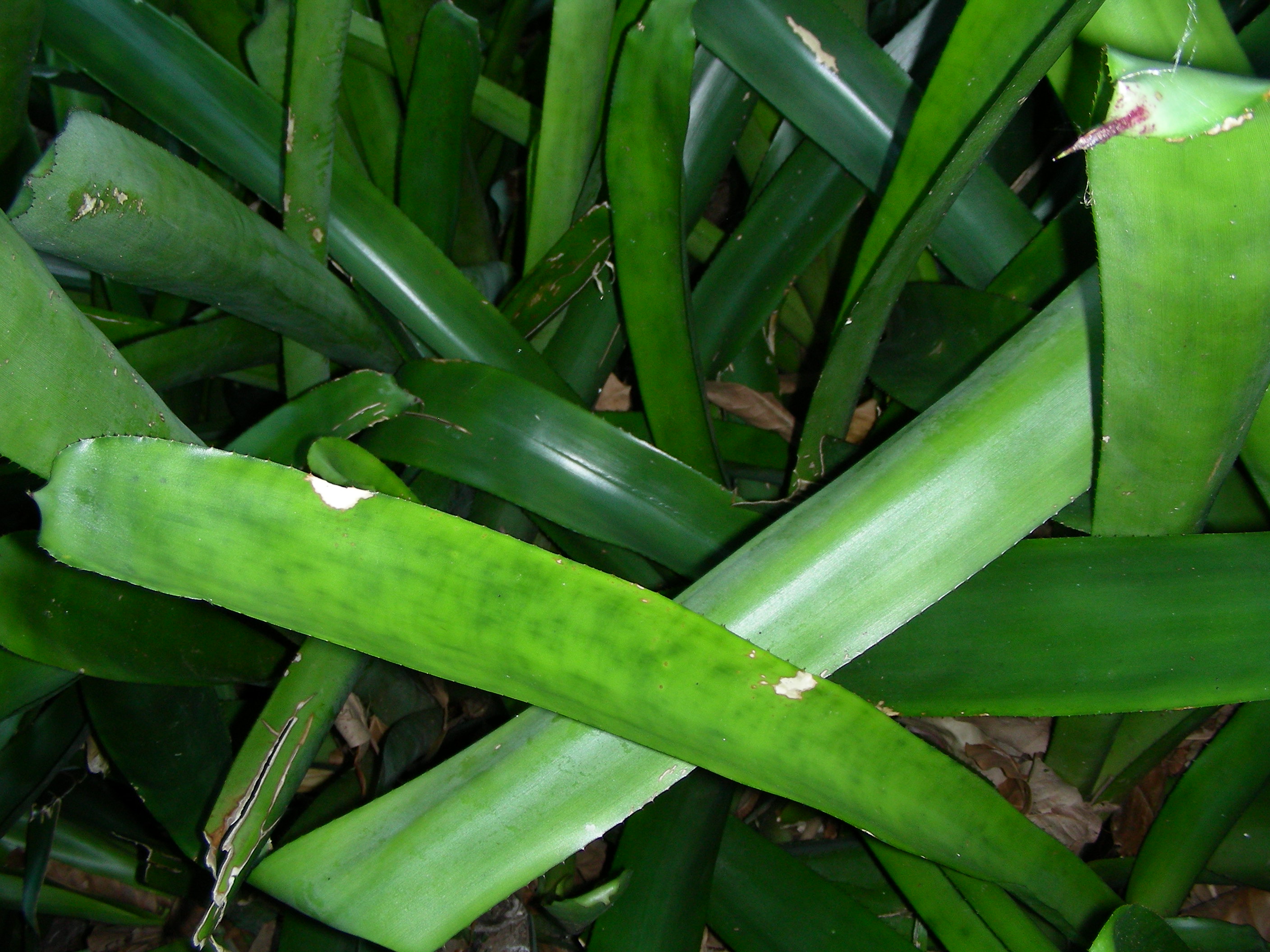 ./2006/Christmas/Parrot Jungle/DSCN0580.JPG